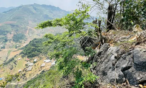 6 cây muội hồng núi đá bị khai thác trái phép, lực lượng chức năng kịp thời bắt giữ