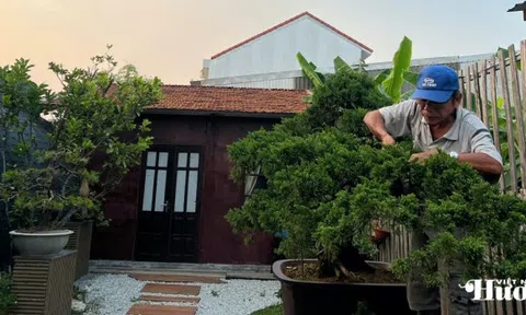 TP. Huế: Khi Bonsai không chỉ là thú chơi mà còn là “Di sản sống”