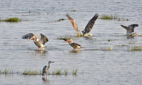 Đàn bồ nông quý hiếm xuất hiện trở lại tại Tràm Chim sau nhiều năm vắng bóng