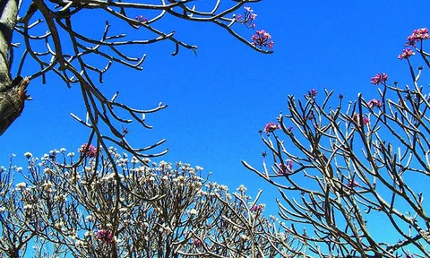 Phân biệt cây Sứ Đại và cây sứ Thái: Cùng họ thực vật nhưng khác chi