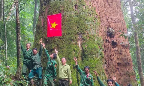 Cây sa mu hơn 2.000 năm tuổi: Báu vật ngàn năm giữa đại ngàn Pù Mát