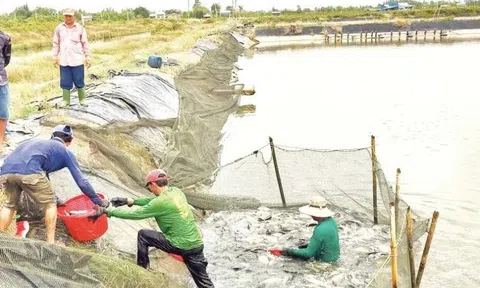 Ít bệnh, lớn nhanh, nuôi dày vẫn ổn: Loài cá này đang được nhắc đến nhiều ở miền Tây