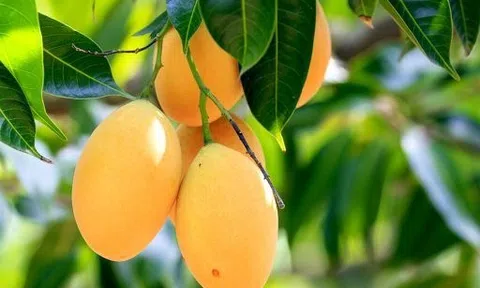 Ăn xoài đúng cách có thể xóa mờ nếp nhăn: Nghiên cứu từ Đại học California chỉ rõ liều lượng lý tưởng