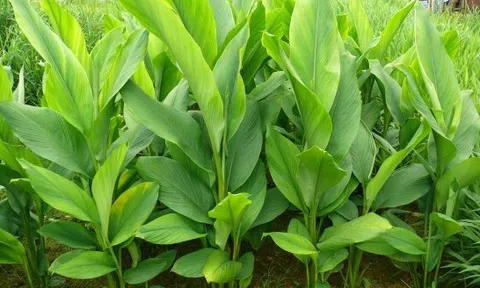 Loại củ người Việt dùng hàng ngày mà không biết mình đang ăn một vị thuốc quý