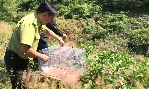 Khánh Hòa đẩy mạnh bảo vệ động vật hoang dã và nguồn lợi thủy sản