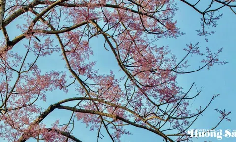 Ngô đồng Huế: Sắc hồng vương giả níu chân lữ khách tháng Tư