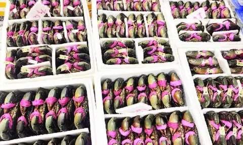 Cua gạch Cà Mau hút hàng, giá vượt 1,1 triệu đồng/kg