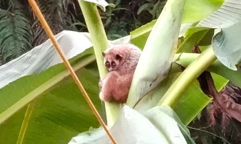 Cu li nhỏ quý hiếm xuất hiện trong vườn nhà dân ở Nghệ An