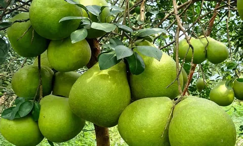 Bưởi, chanh Việt Nam chính thức được cấp "visa" vào thị trường Trung Quốc