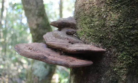 Nấm dược liệu quý bám thân cây cổ thụ trong rừng nguyên sinh ở Lâm Đồng