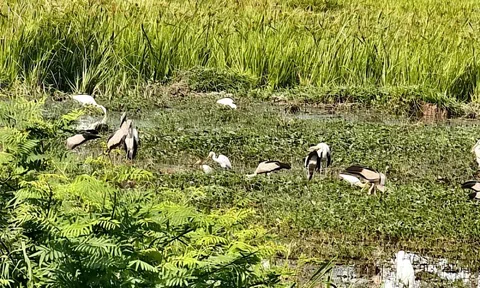 Nỗ lực bảo vệ đàn cò nhạn quý hiếm xuất hiện tại rạch Bầu Hạ, Đắk Lắk