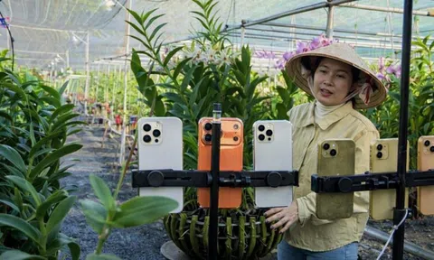 Vừa trồng vừa livestream, vườn lan ở TP HCM lãi 2 tỷ đồng/năm