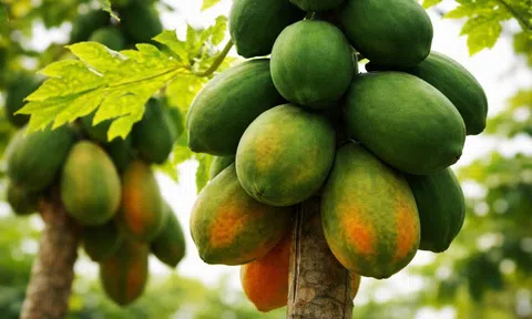 Loại quả nhà nào cũng có nhưng ăn sai cách có thể rước họa vào thân