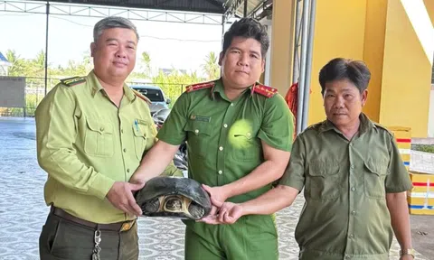 Nông dân Long An phát hiện cua đinh quý hiếm 15kg khi đào ao nuôi tôm