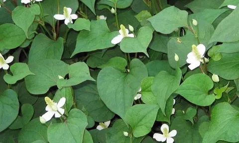 "Vị thuốc vàng" mọc dại ngoài vườn và 6 công dụng kỳ diệu ít ai ngờ tới