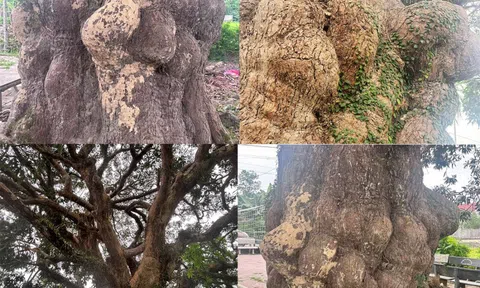 Hà Tĩnh: Cận cảnh cây trôi cổ thụ 400 năm tuổi, chứng nhân của thời gian