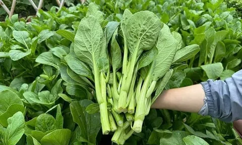 “Siêu rau” lọt Top 11 thế giới, trồng bạt ngàn ở Việt Nam, giá rẻ mà nấu món nào cũng ngon