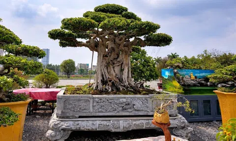 Festival Sinh vật cảnh TP.HCM: Từ sân chơi địa phương đến hướng đi chuyên nghiệp