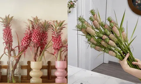 Chơi một lần, ngắm cả tháng: Sức hút của dứa cảnh mini