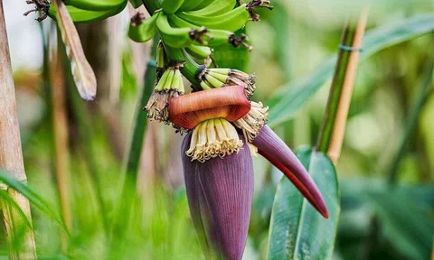 7 lý do nên đưa hoa chuối vào bữa ăn của cả gia đình