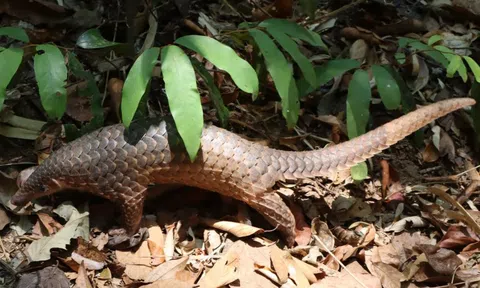 Đắk Lắk tái thả nhiều loài động vật hoang dã quý hiếm về rừng nguyên sinh