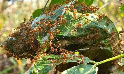 Cả buổi đi rừng chỉ được nửa cân kiến - Nghề săn đặc sản độc lạ ở Tây Nguyên