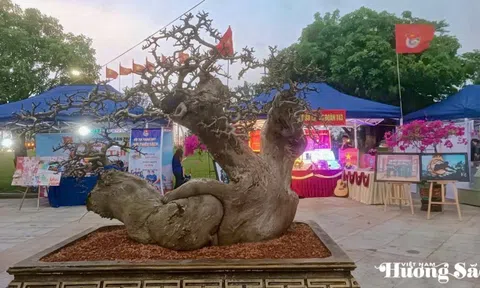 Sách và Sinh vật cảnh: Bản hòa ca tâm hồn