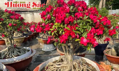 CLB Hoa Sứ Bình Dương - Điểm sáng của phong trào sinh vật cảnh phía Nam