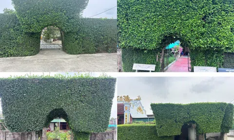 Hà Tĩnh: Độc đáo cổng và hàng rào bằng những cây duối trăm năm tuổi