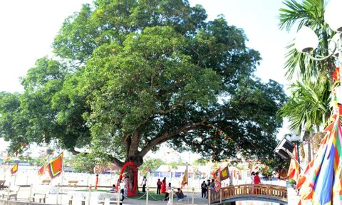 Cây muỗm hơn 300 năm tuổi ở Hà Nội được công nhận Cây Di sản Việt Nam