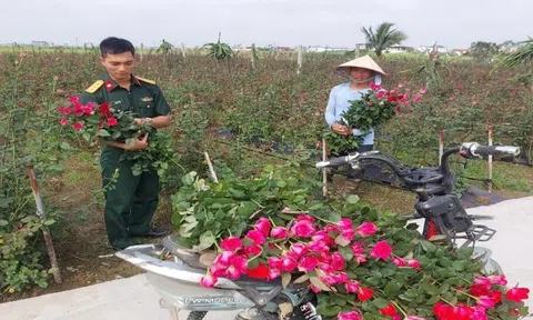 Mô hình ghép tầm xuân nở hoa hồng tại thôn Lý Câu (Hải Phòng): Hiệu quả bước đầu từ thực tiễn