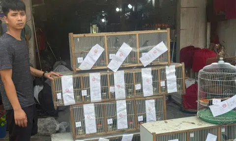 Khởi tố chủ cơ sở tái phạm nuôi nhốt 20 cá thể chim hoang dã quý hiếm