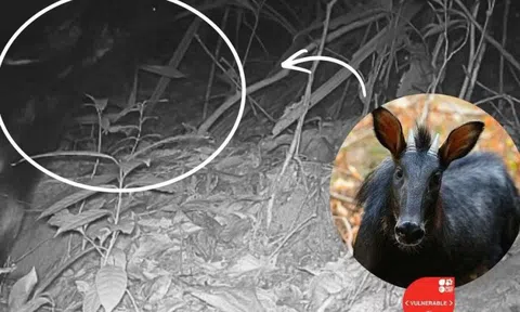 Đắk Lắk: Phát hiện sơn dương tại Vườn Quốc gia Chư Yang Sin