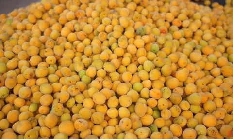 “Thuốc bổ mùa xuân” của người Việt: Vị chua dịu, dưỡng gan, tốt tim mạch