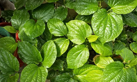 Lá trầu không - "thảo dược vàng" ngay trong tầm tay người Việt
