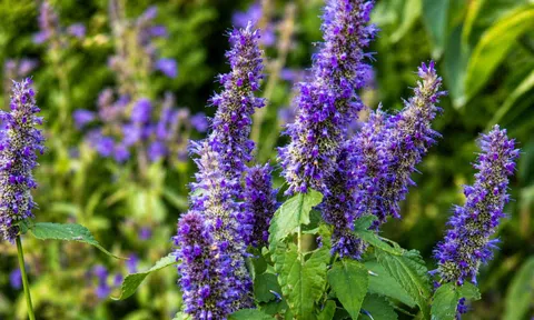 Thảo dược thơm nức này giúp đẹp da, ngủ ngon, tiêu hóa tốt, nhiều người Việt đang bỏ qua