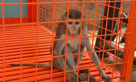 Phát hiện người đàn ông nuôi động vật hoang dã quý hiếm trái phép suốt 4 năm tại nhà