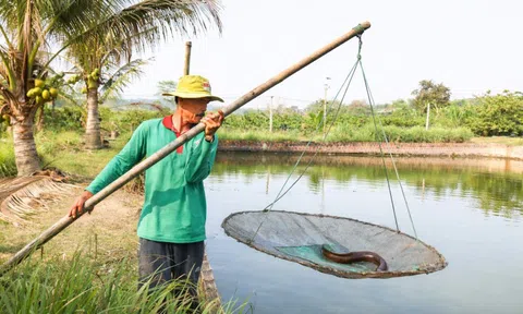Nông dân Kon Tum thu hơn 1 tỷ đồng mỗi năm từ nuôi cá chình
