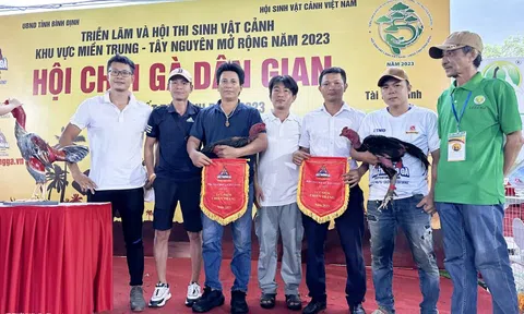 Gà nòi: Từ di sản của cha ông đến thú chơi nghệ thuật dân gian