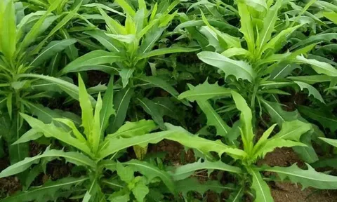 Loài cây mọc dại khắp vườn, ít ai ngờ là vị thuốc quý