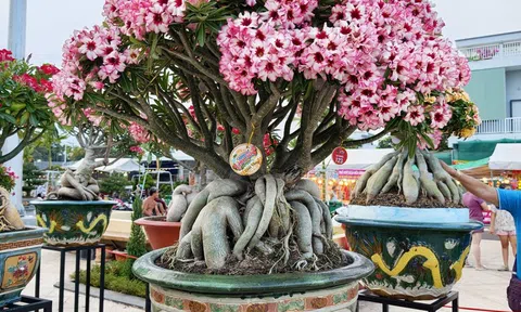 Khai mạc Festival Hoa Sứ 2026: Chủ đề "Sắc hoa Hội tụ"