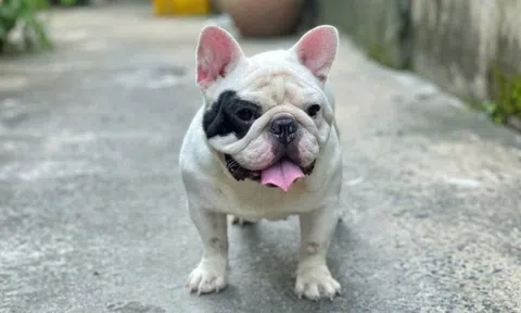 Hành trình với chó Bull Pháp: Khi đam mê trở thành nghề