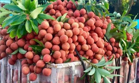 Hải Phòng đặt mục tiêu xuất khẩu hơn 27.000 tấn vải năm 2026