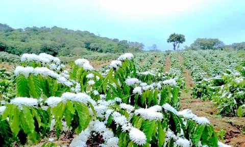 Hoa cà phê nở rực rỡ trên miền đất đỏ Gia Lai trước mùa quả ngọt