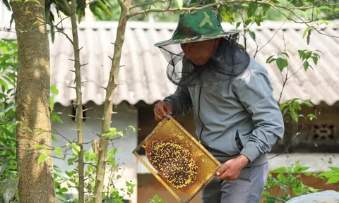 Theo mùa hoa đi lấy mật, người dân vùng cao Lào Cai từng bước ổn định cuộc sống