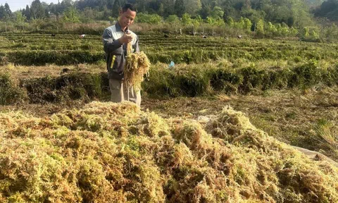 Thứ rêu mọc hoang trên núi cao Lào Cai, nhiều nhà vườn trồng lan đang đổ tiền săn lùng