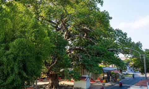 Bí ẩn cây dầu rái "mọc ngược" gần 800 tuổi độc nhất miền Tây