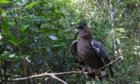 Gia Lai: Tái thả 8 cá thể động vật hoang dã quý hiếm về rừng Kon Ka Kinh