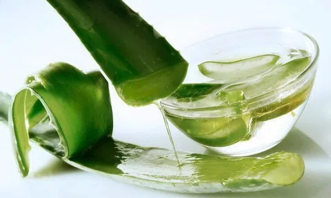 Cây cảnh quen thuộc chứa đựng kho dưỡng chất ít người biết hết