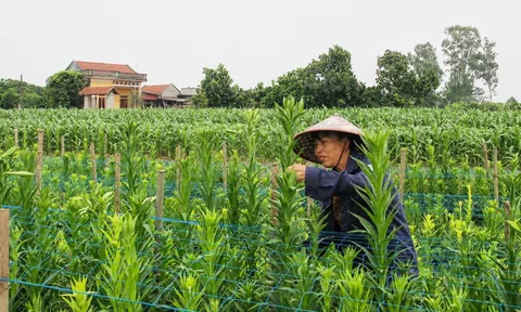 Loài hoa nở đúng một tháng trong năm giúp nông dân Hưng Yên lãi đậm mỗi mùa